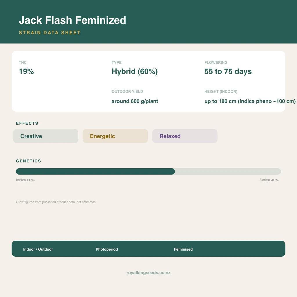 Jack Flash 60% indica / 40% sativa flower with visible trichomes
