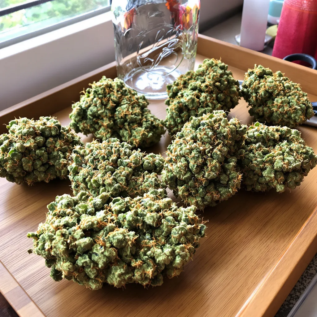 Jack Skellington 25% indica / 75% sativa flower with visible trichomes