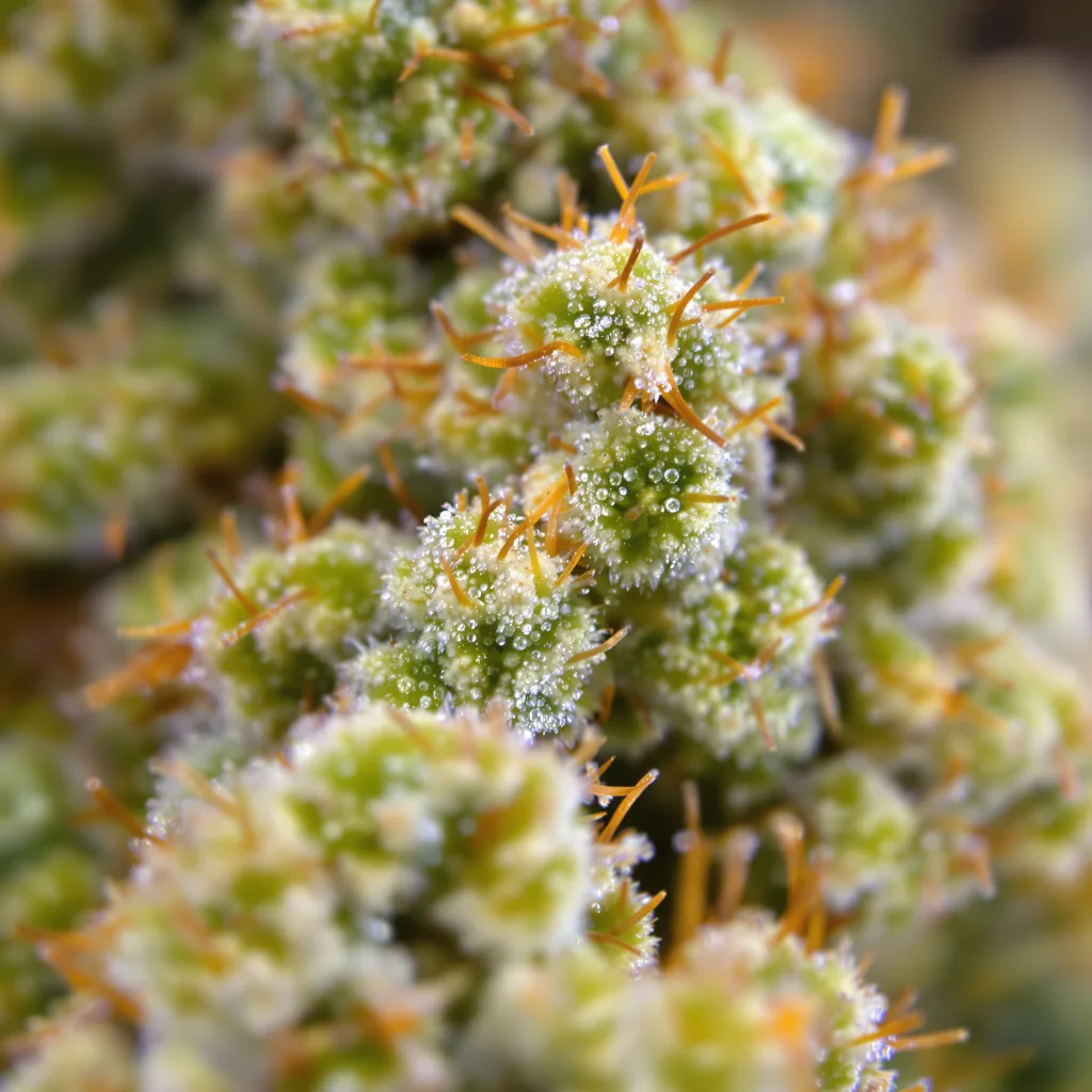 Jamaican Dream cannabis bud close-up showing lime-green airy structure