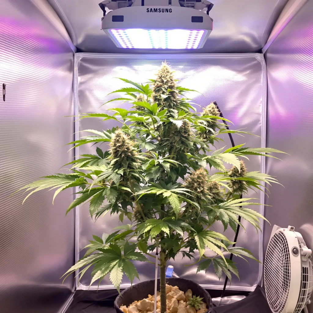 Jedi Kush cannabis plant in flowering stage — 50-90 cm autoflower