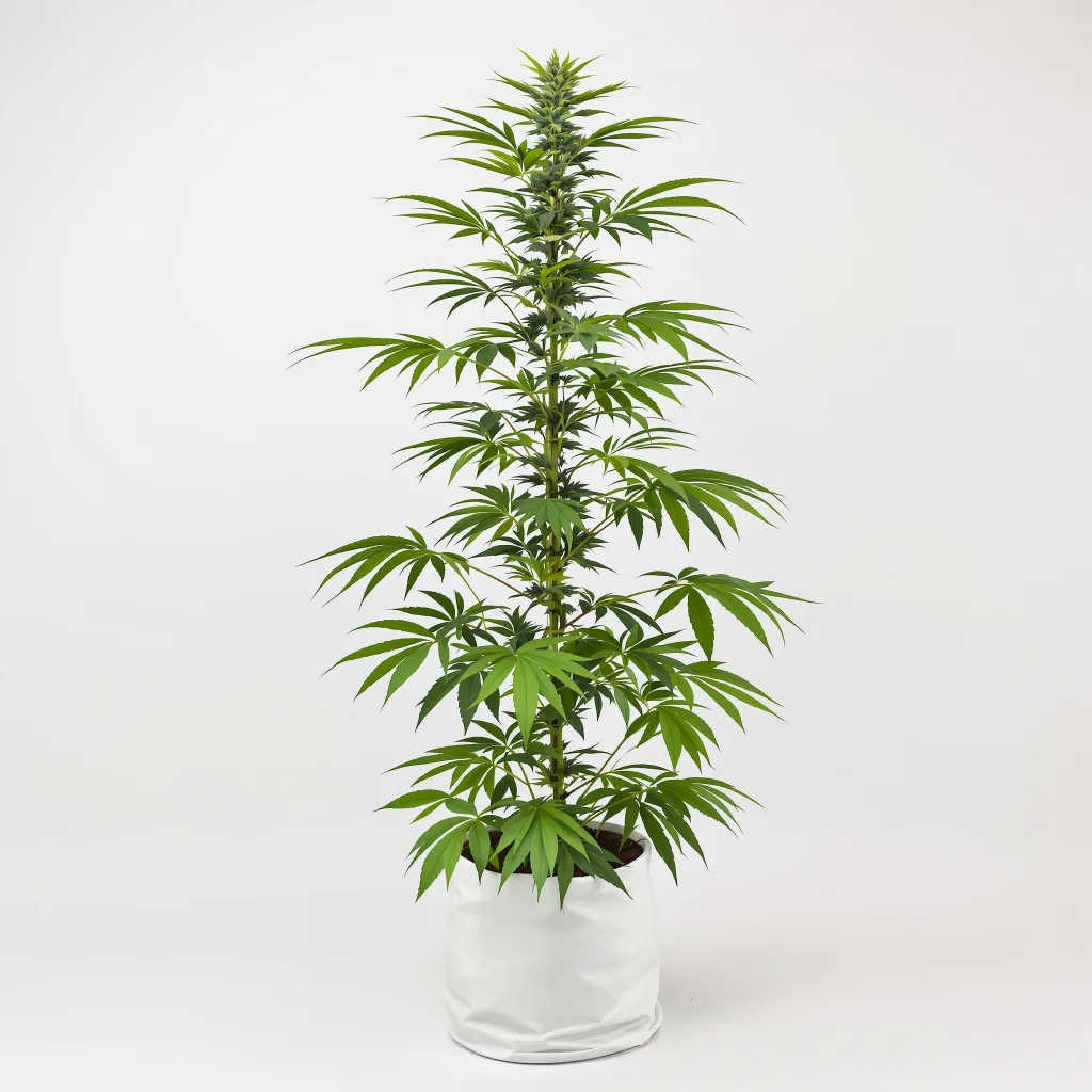 Jesus OG cannabis seeds packaging — Royal King Seeds New Zealand
