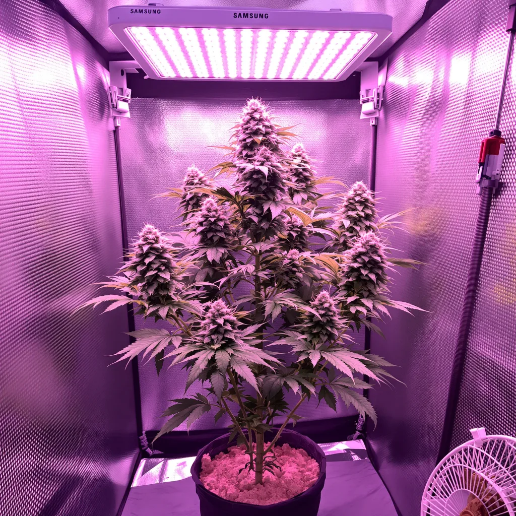 Jungle Lava cannabis plant in flowering stage — 100-160 cm feminised