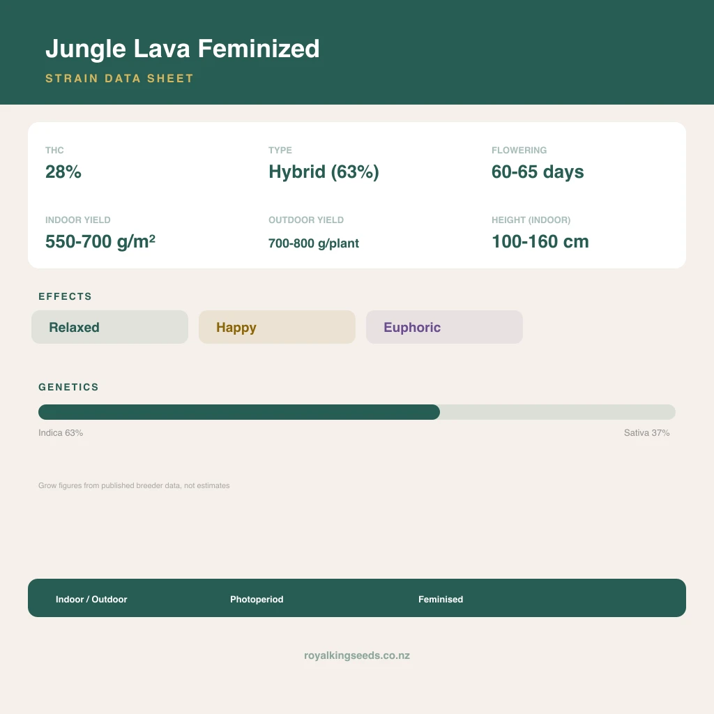 Jungle Lava 63% indica / 37% sativa flower with visible trichomes