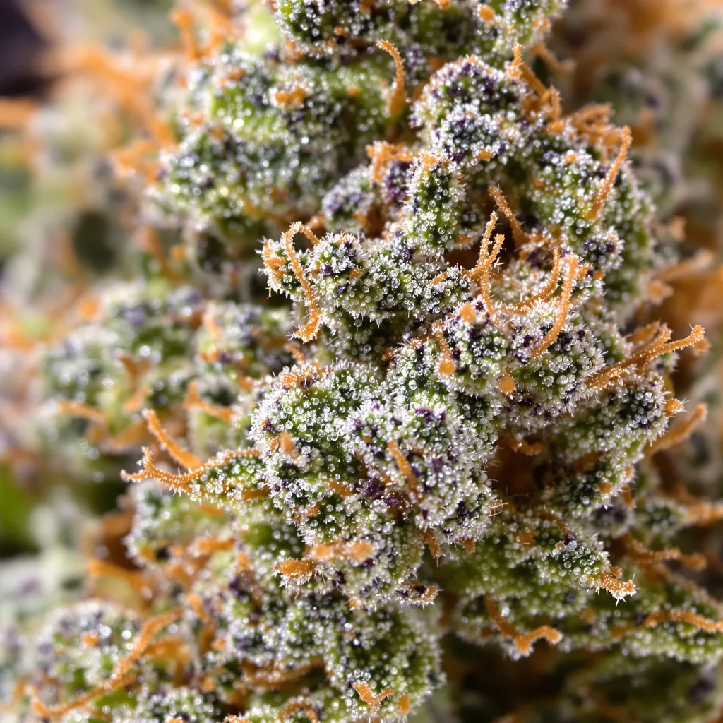 Jungle Lava cannabis bud close-up showing dense forest-green nugs
