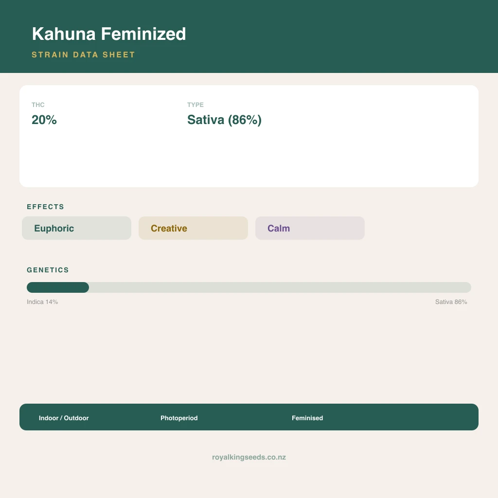 Kahuna 14% indica / 86% sativa flower with visible trichomes