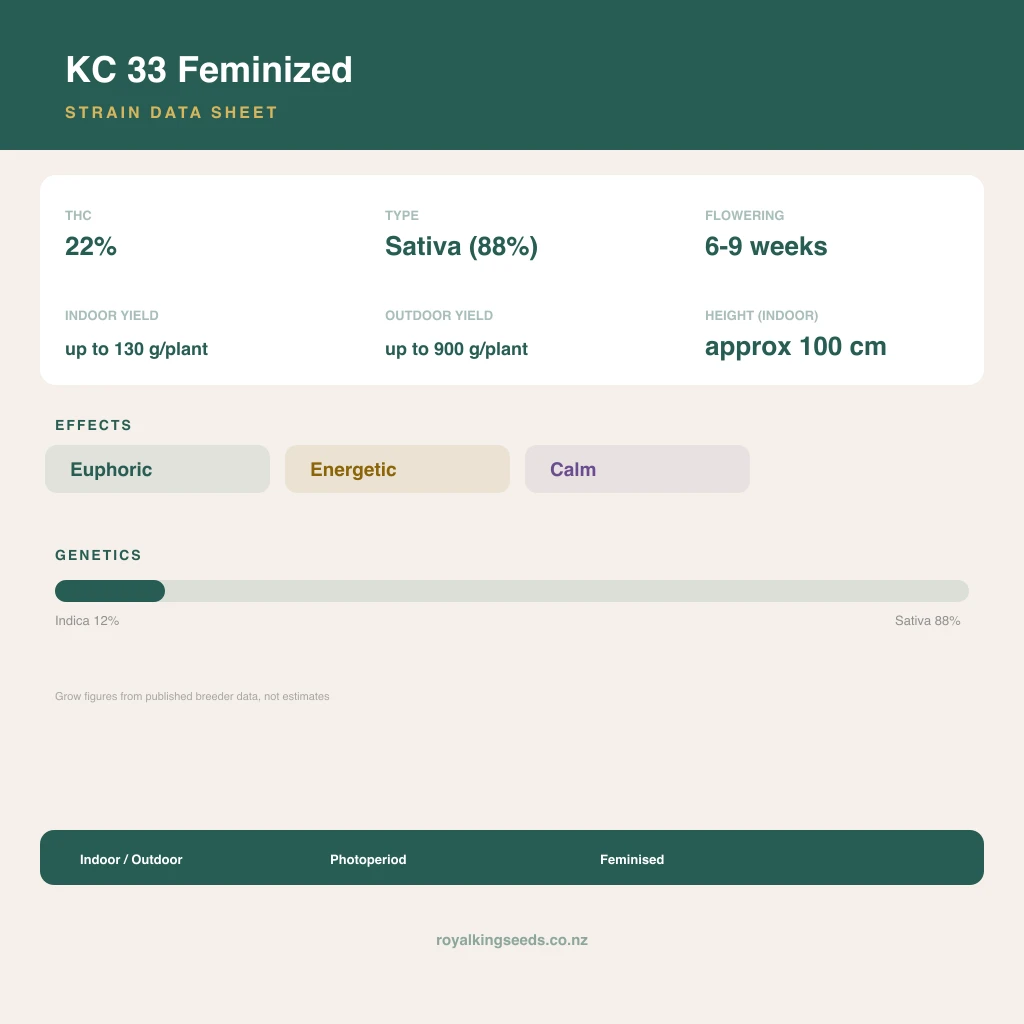 KC 33 12% indica / 88% sativa flower with visible trichomes