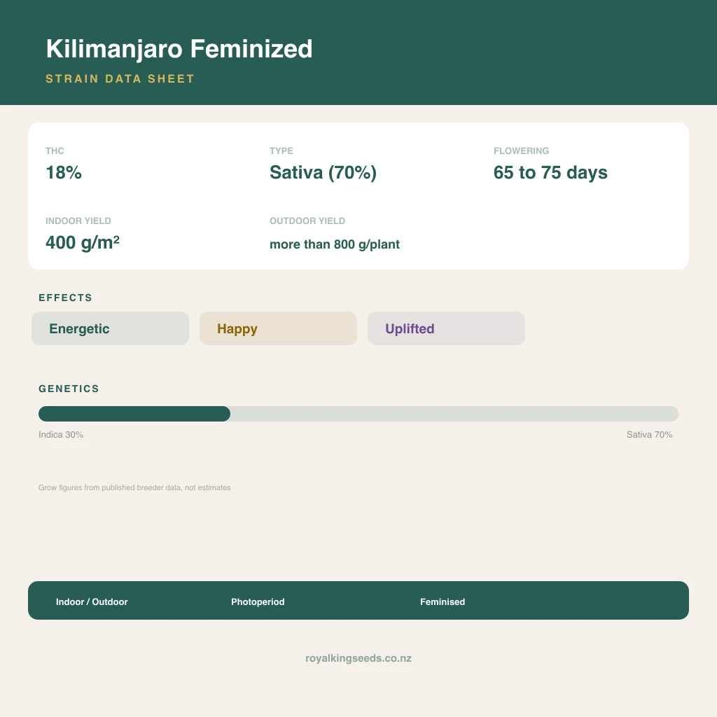 Kilimanjaro 30% indica / 70% sativa flower with visible trichomes