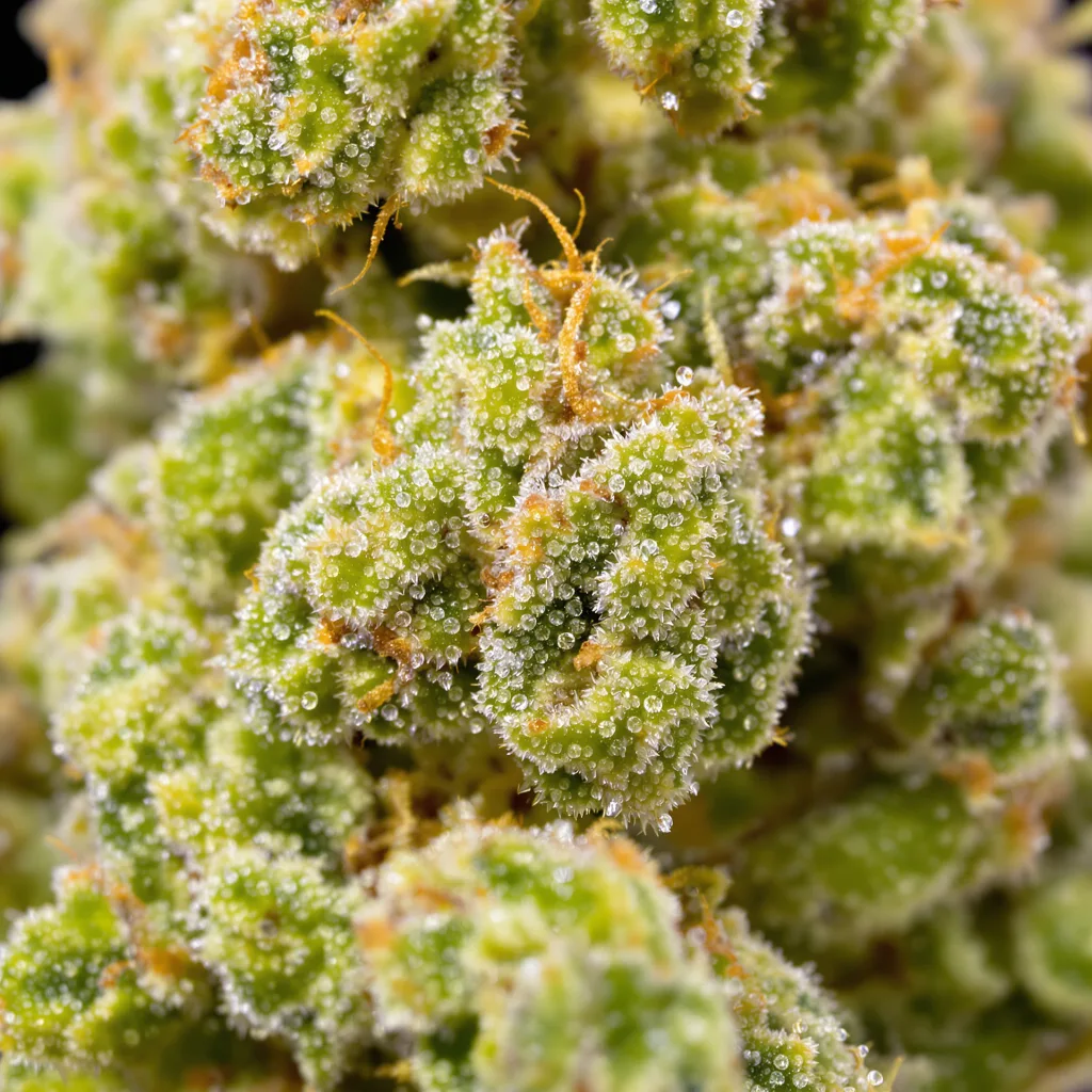 Kilimanjaro cannabis bud close-up showing lime-green airy structure