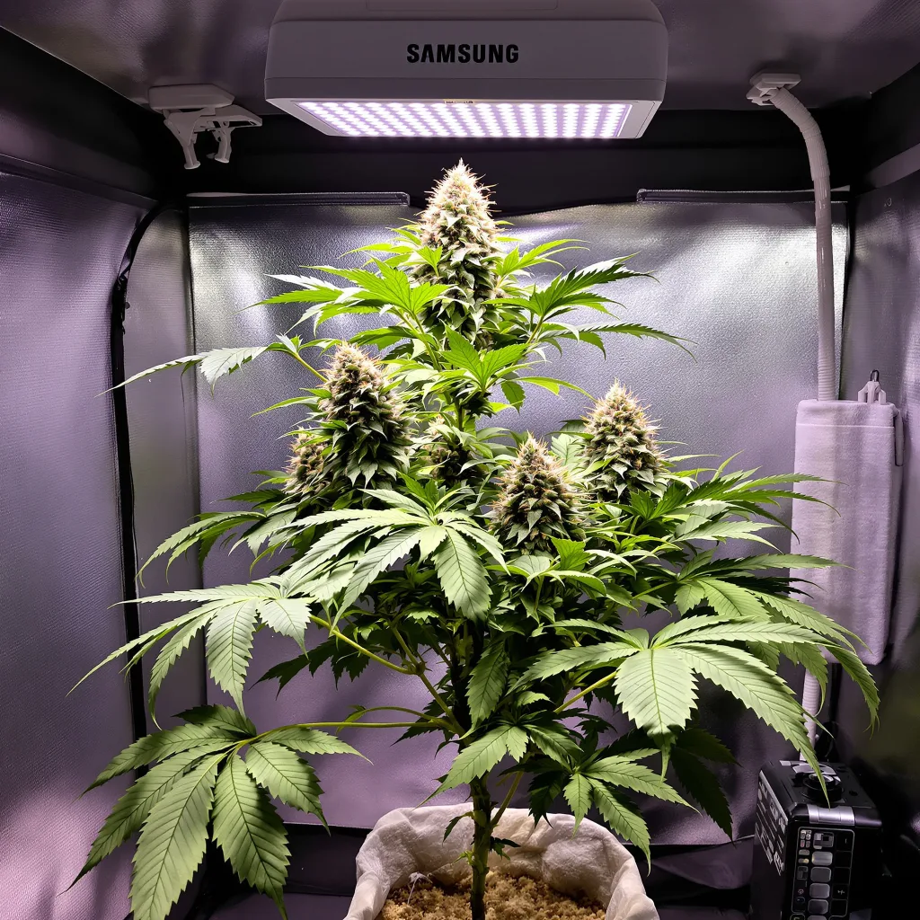 Killer cannabis plant in flowering stage — 150 cm feminised