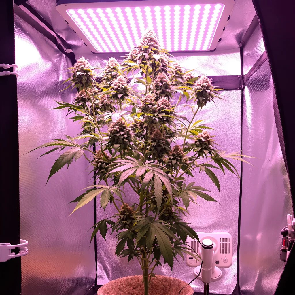 Kiss cannabis plant in flowering stage — 120-180 cm feminised