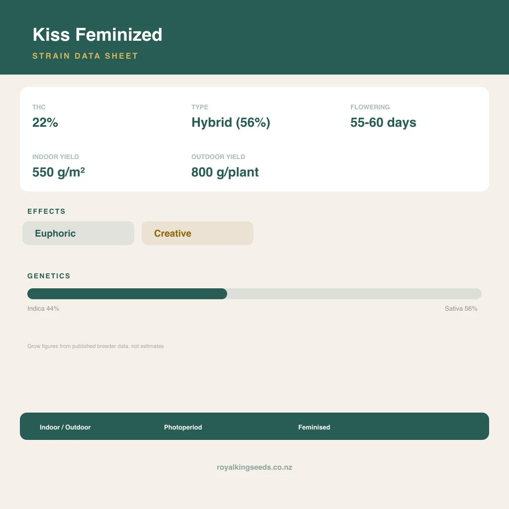 Kiss 44% indica / 56% sativa flower with visible trichomes