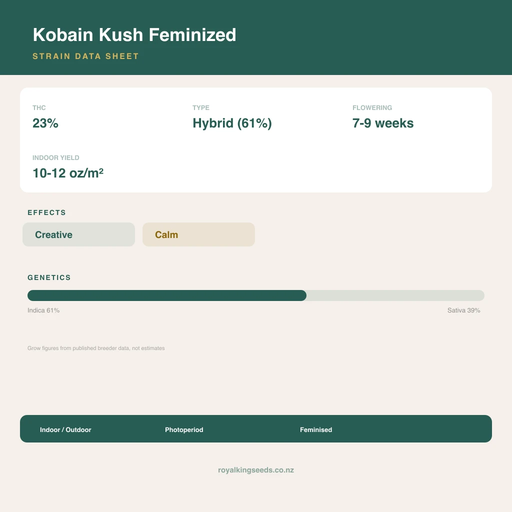 Kobain Kush 61% indica / 39% sativa flower with visible trichomes