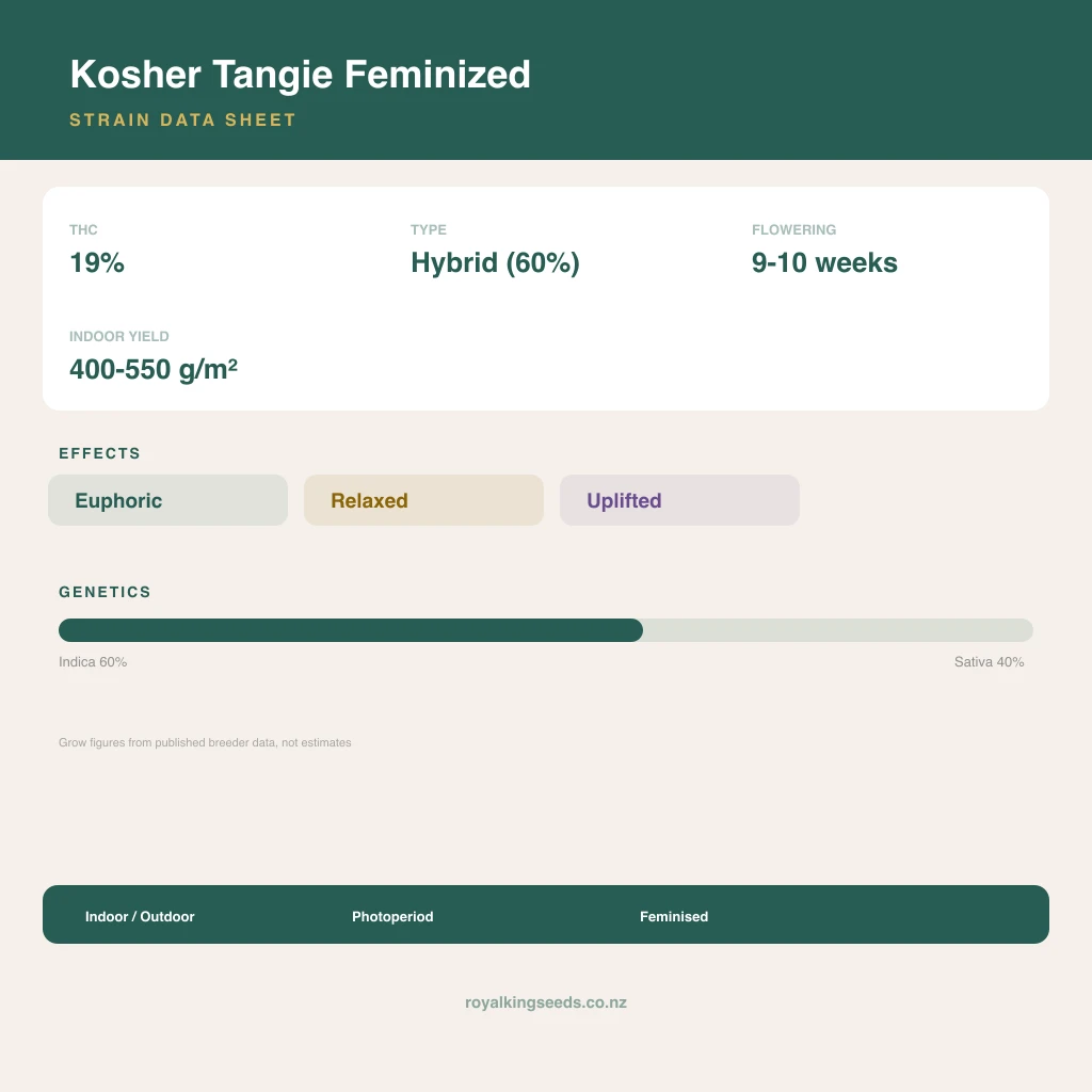 Kosher Tangie 60% indica / 40% sativa flower with visible trichomes