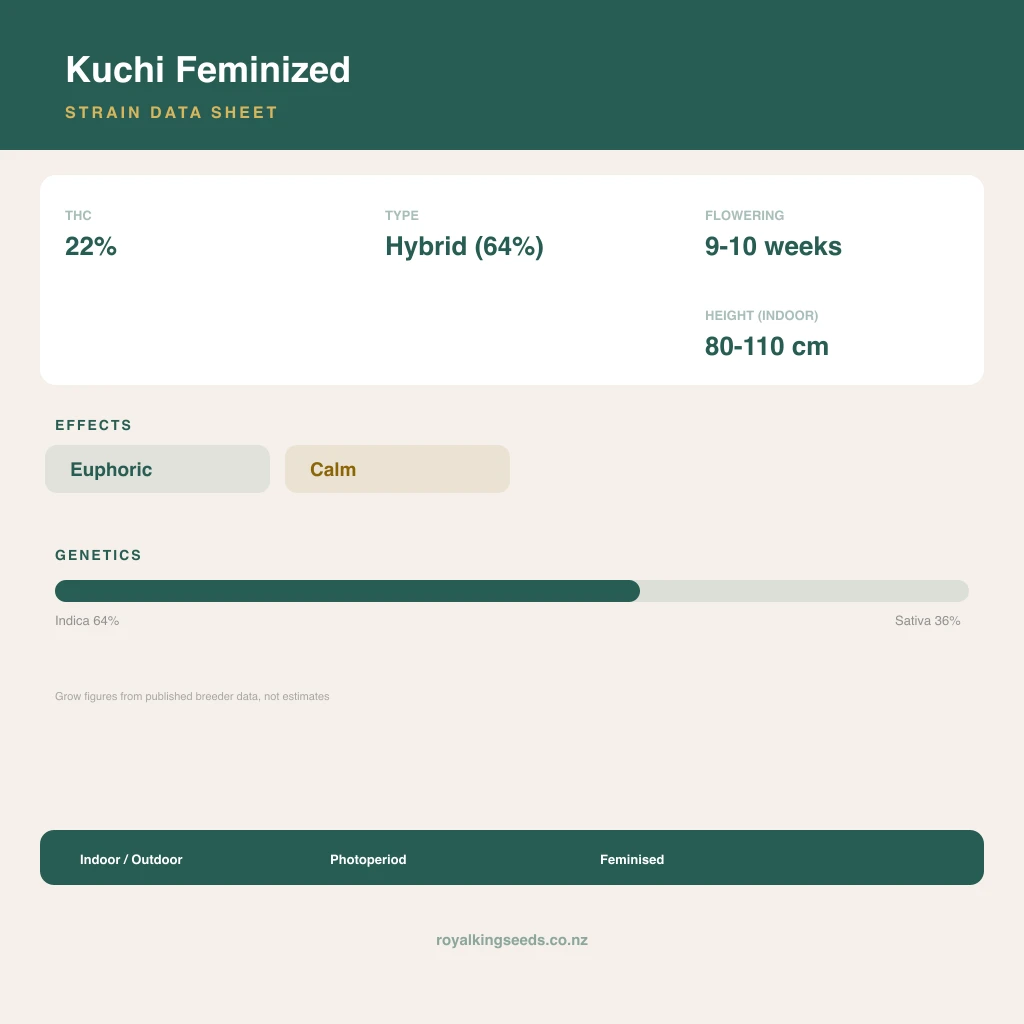 Kuchi 64% indica / 36% sativa flower with visible trichomes