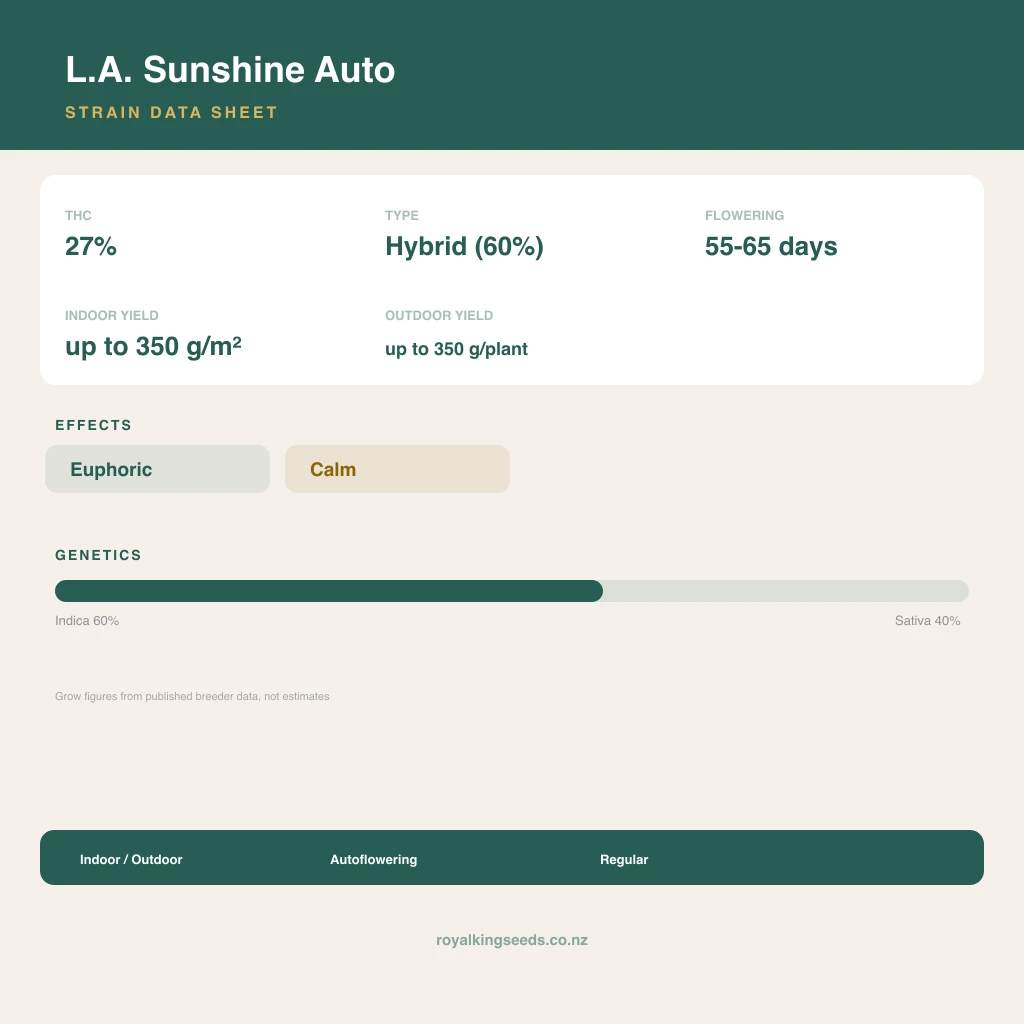 L.A. Sunshine 60% indica / 40% sativa flower with visible trichomes