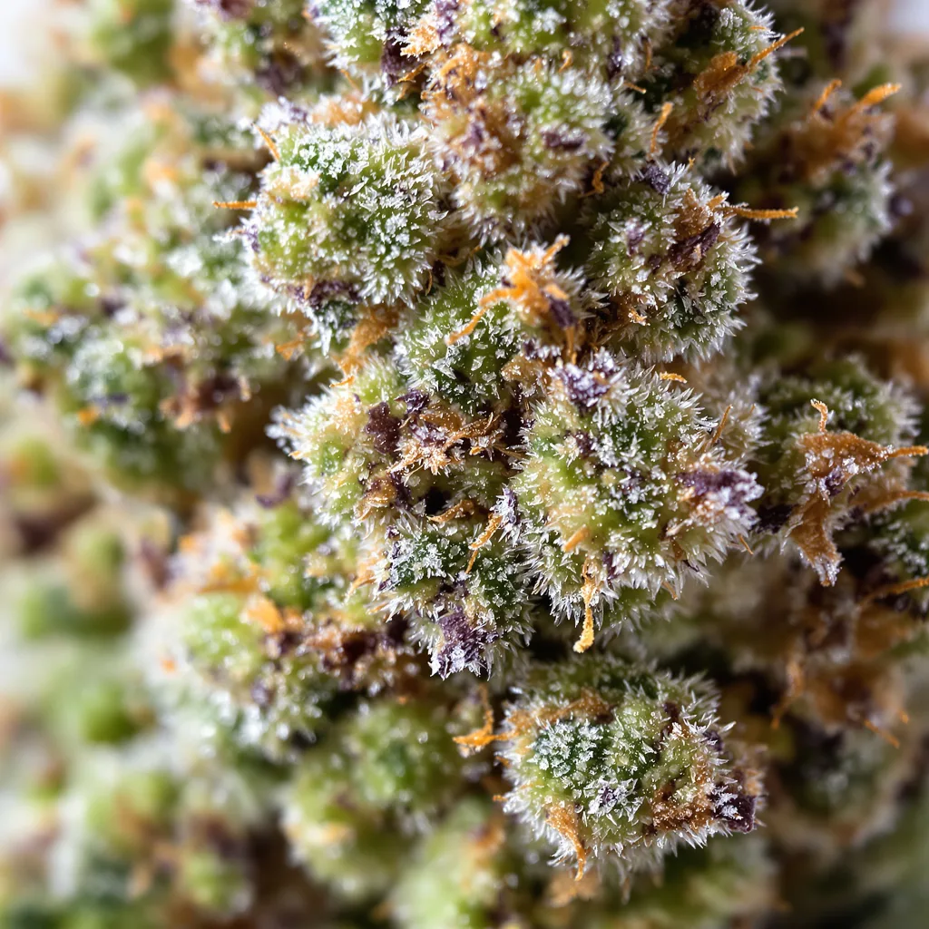 LA Woman cannabis bud close-up showing balanced bud structure with frosted trichomes