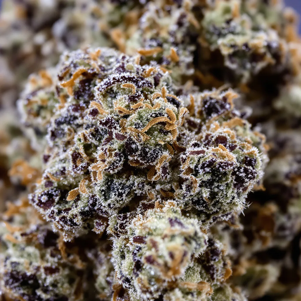 Ladyburn 1974 cannabis bud close-up showing dense purple-tinged calyxes