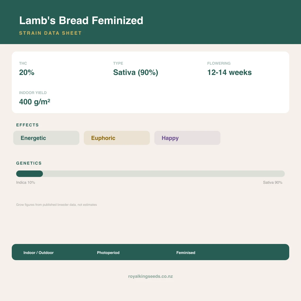 Lamb's Bread 10% indica / 90% sativa flower with visible trichomes