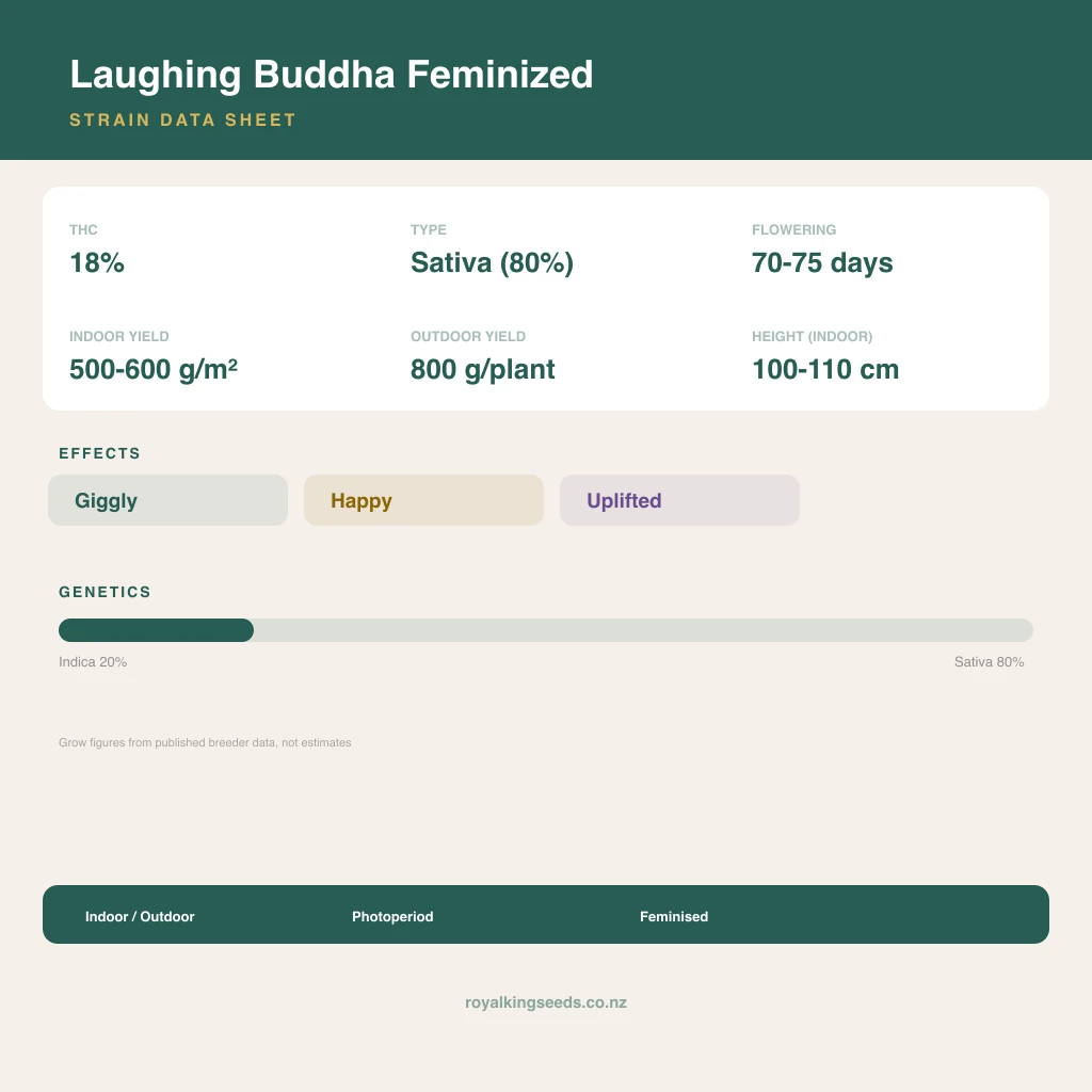 Laughing Buddha 20% indica / 80% sativa flower with visible trichomes