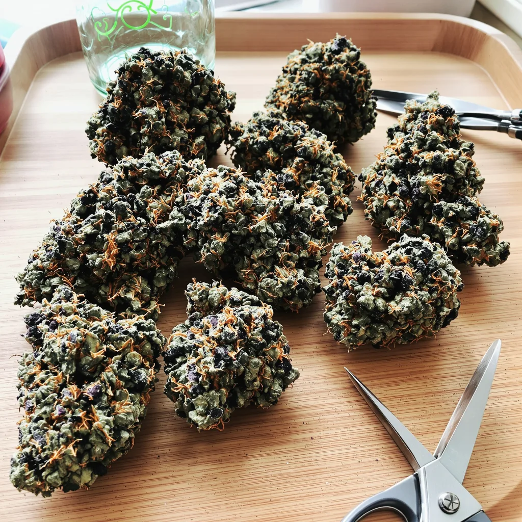 Lavender Jones 70% indica / 30% sativa flower with visible trichomes