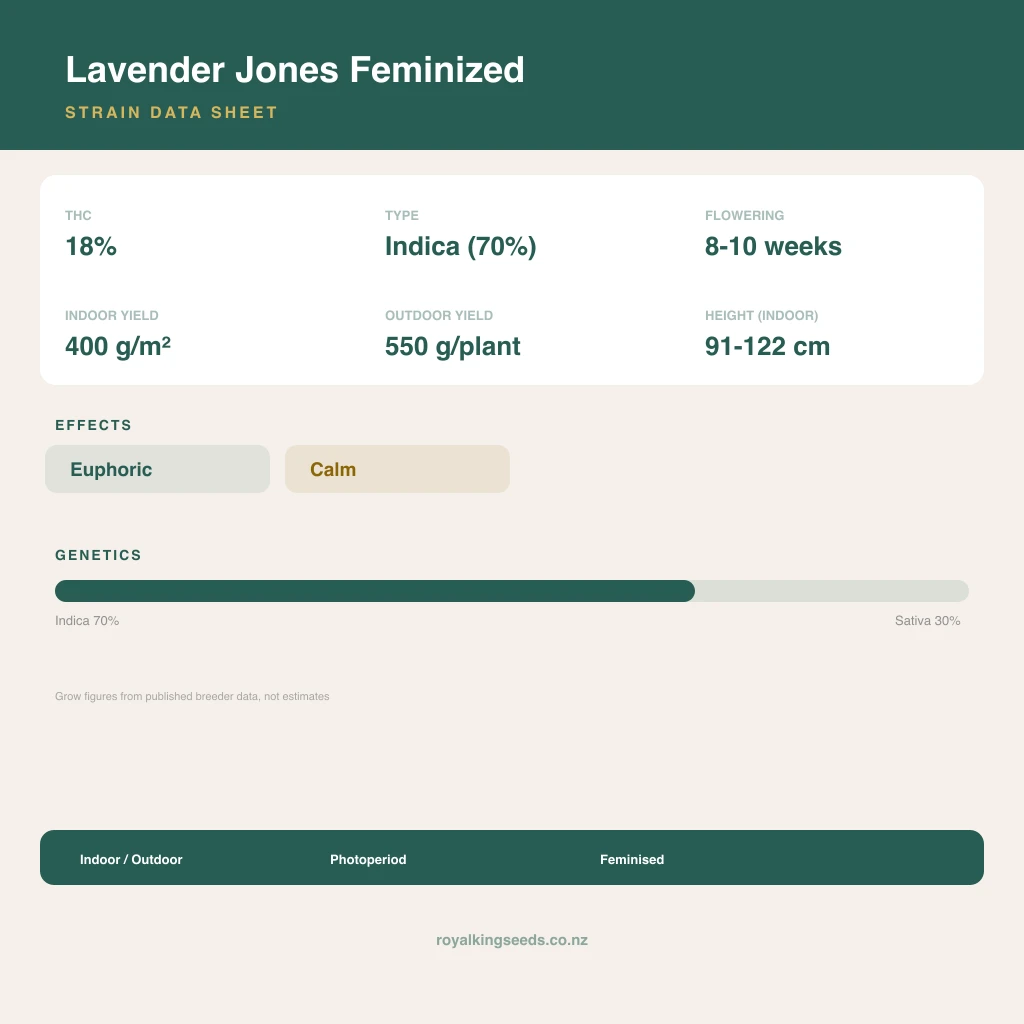 Lavender Jones 70% indica / 30% sativa flower with visible trichomes