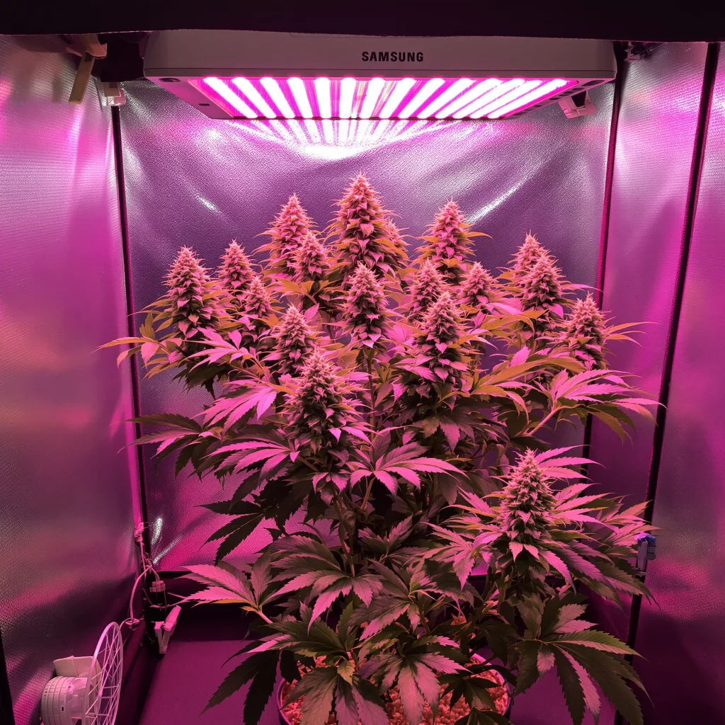 Lemon Daddy cannabis plant in flowering stage — 60-100 cm autoflower