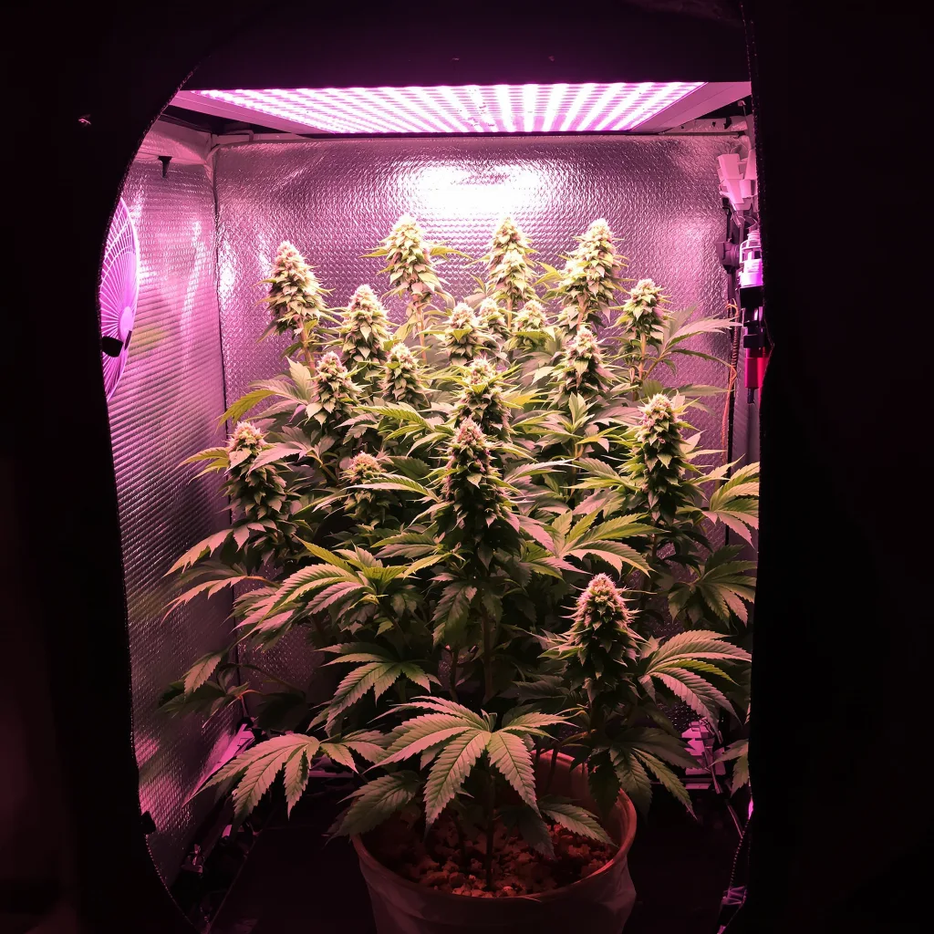 Lemon Diesel cannabis plant in flowering stage — 90-130 cm feminised