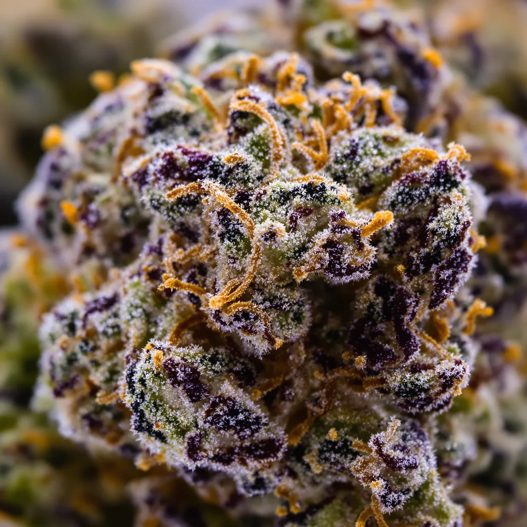 Lemon Diesel cannabis bud close-up showing dense purple-tinged calyxes