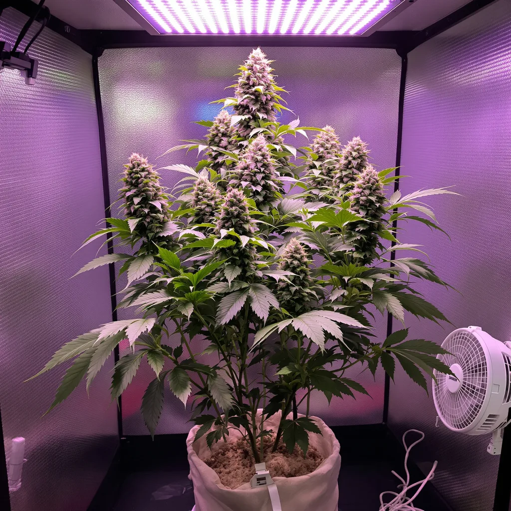 Lemon Drizzle cannabis plant in flowering stage — 60-100 cm autoflower