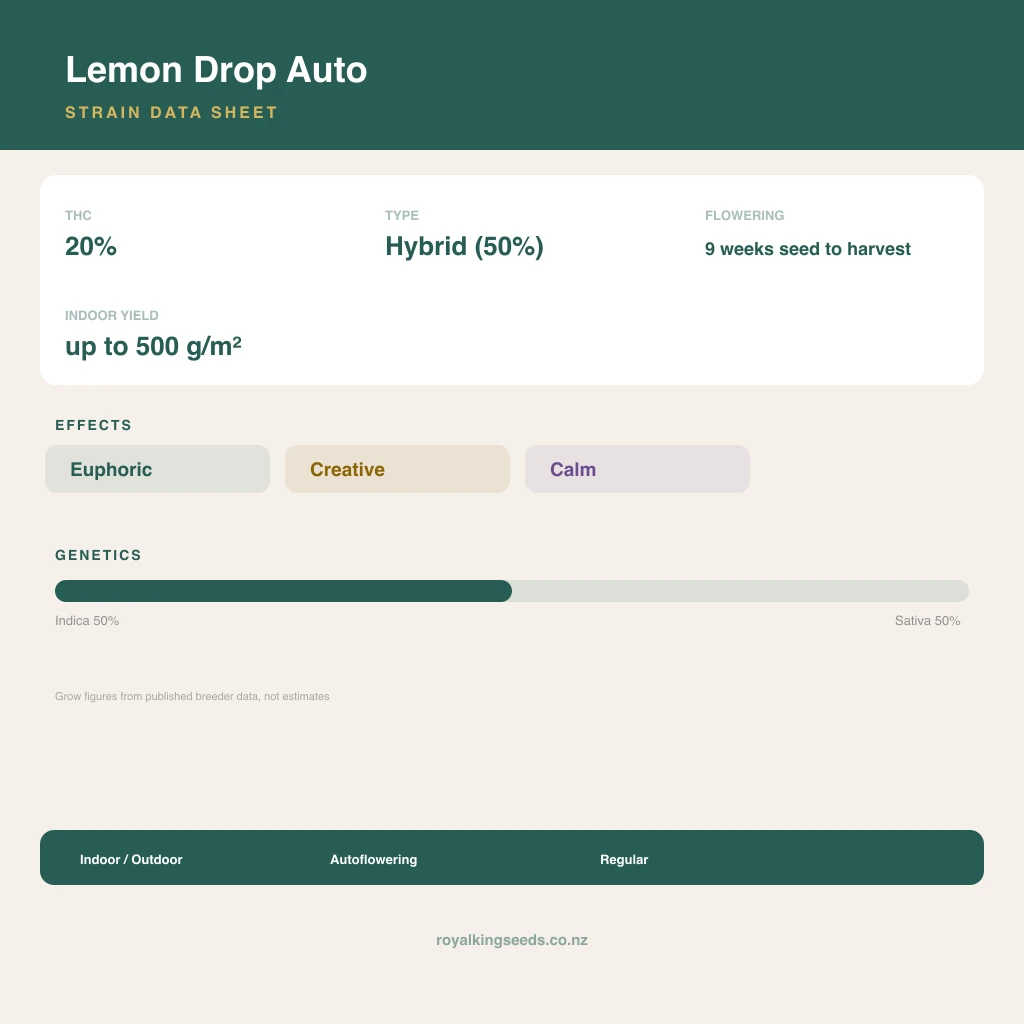 Lemon Drop 50% indica / 50% sativa flower with visible trichomes