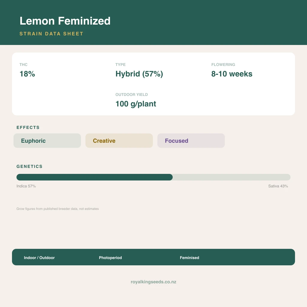 Lemon 57% indica / 43% sativa flower with visible trichomes