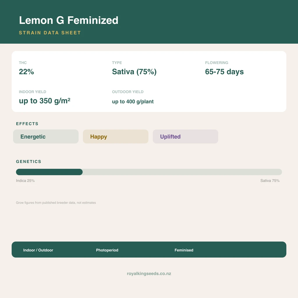 Lemon G 25% indica / 75% sativa flower with visible trichomes