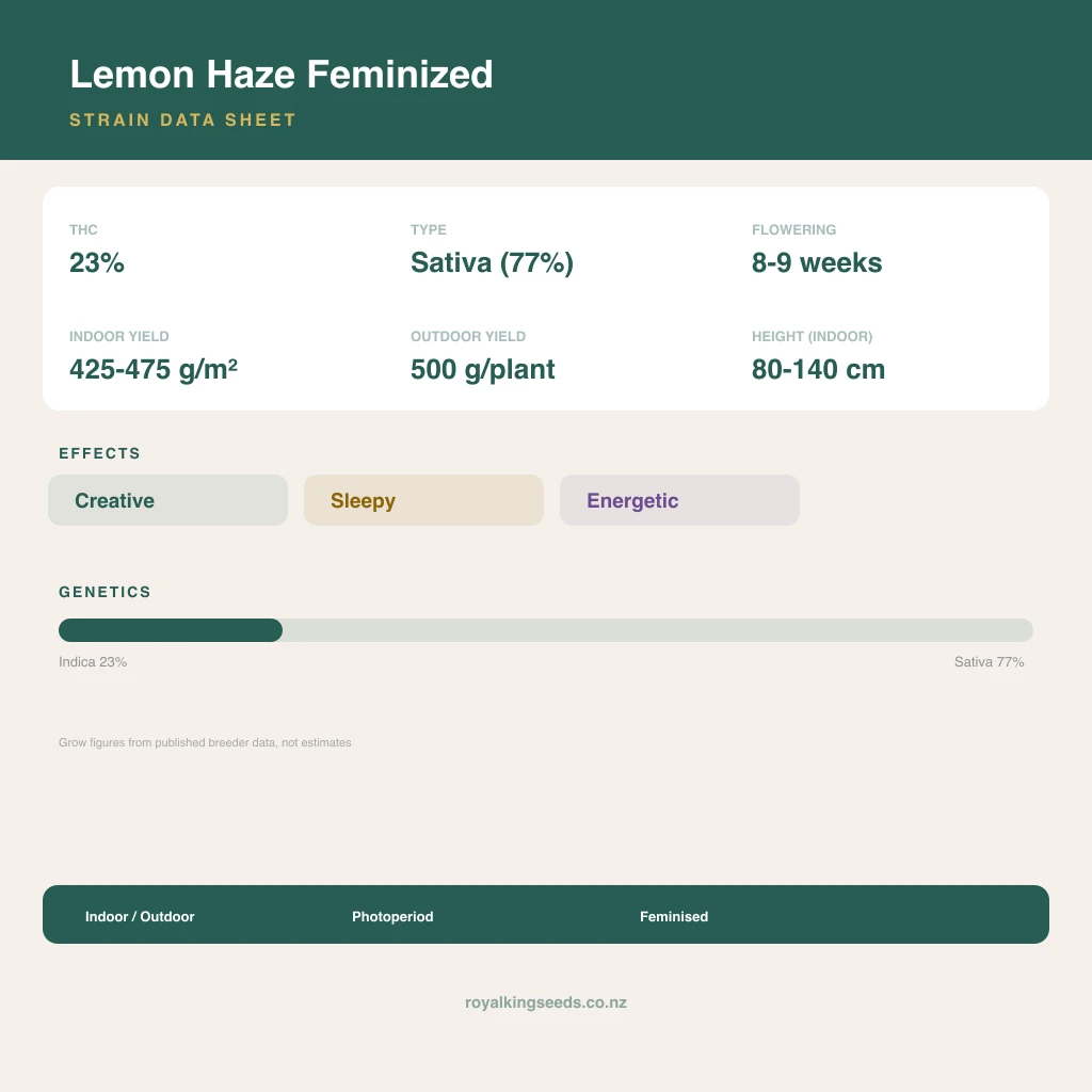 Lemon Haze 23% indica / 77% sativa flower with visible trichomes