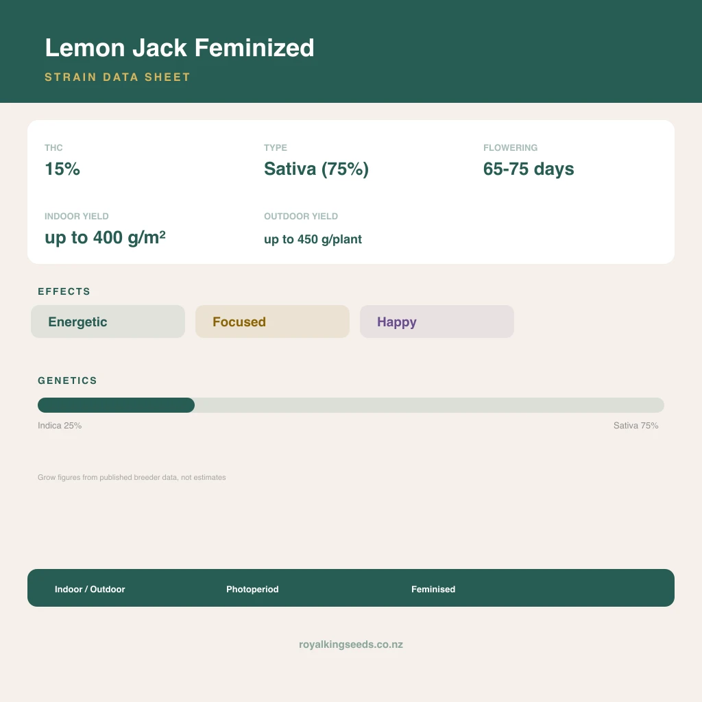 Lemon Jack 25% indica / 75% sativa flower with visible trichomes