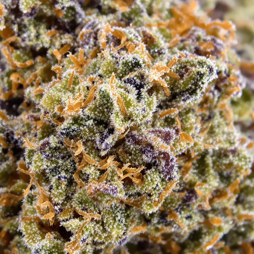 Lemon OG Kush cannabis bud close-up showing balanced bud structure with frosted trichomes