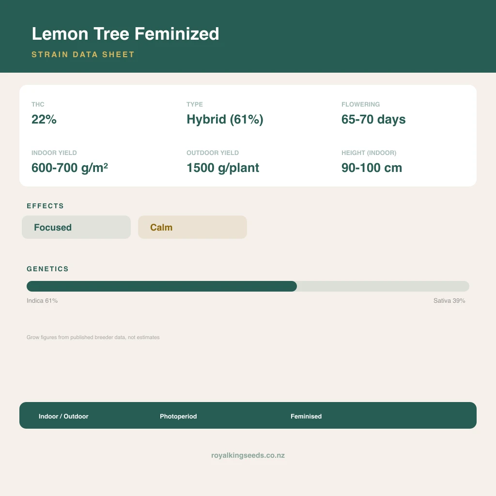 Lemon Tree 61% indica / 39% sativa flower with visible trichomes