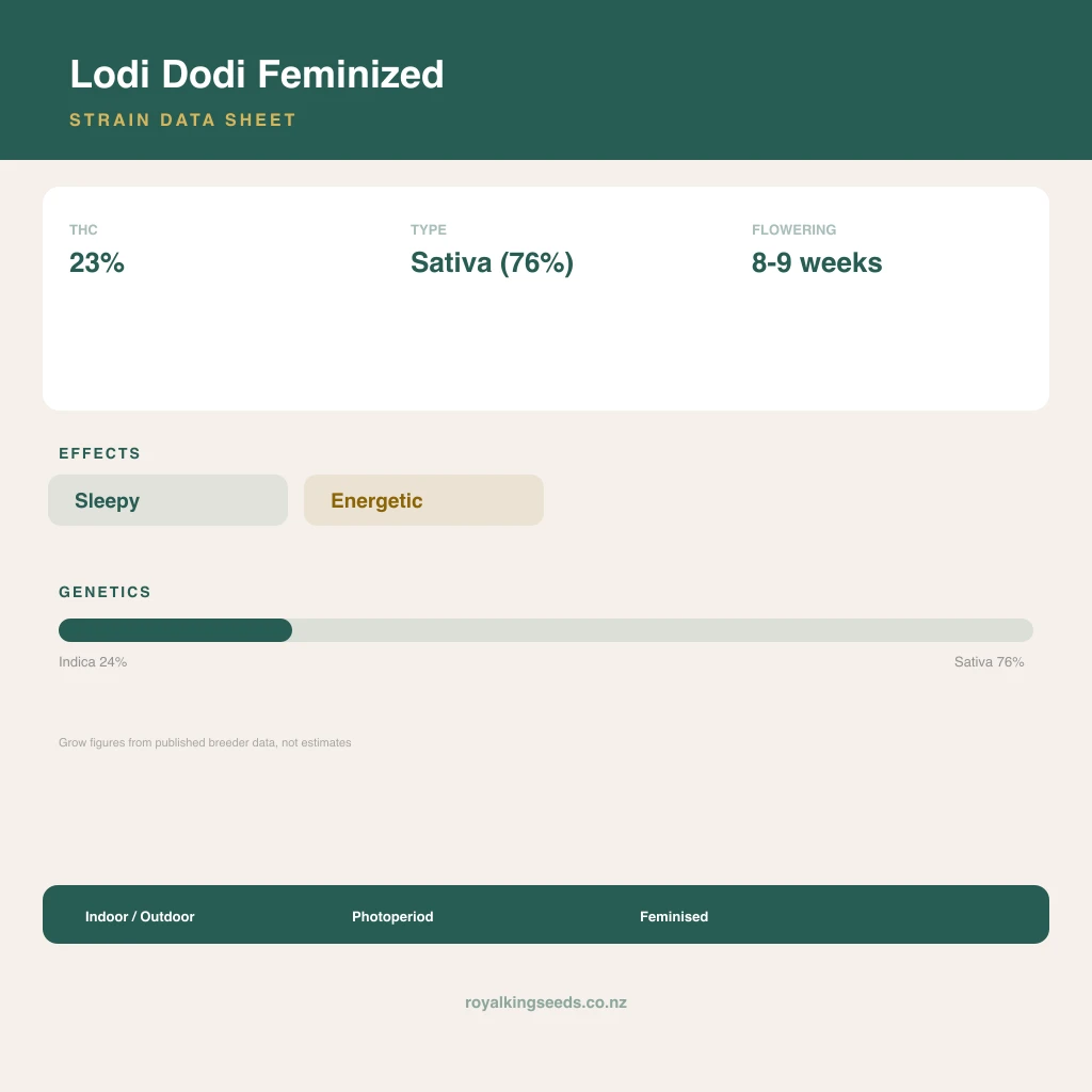 Lodi Dodi 24% indica / 76% sativa flower with visible trichomes