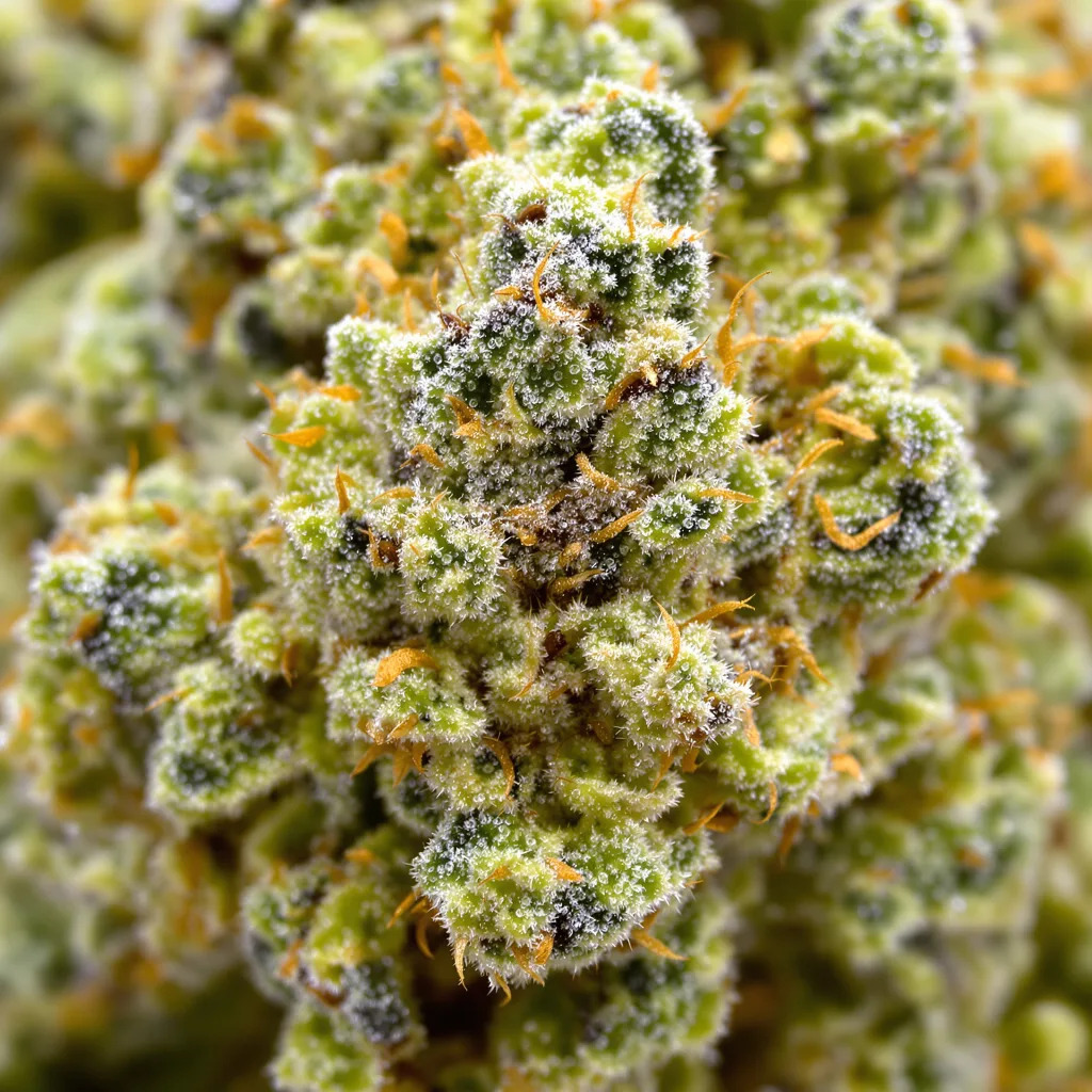 Lodi Dodi cannabis bud close-up showing lime-green airy structure