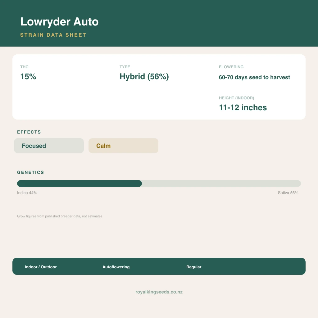 Lowryder 44% indica / 56% sativa flower with visible trichomes