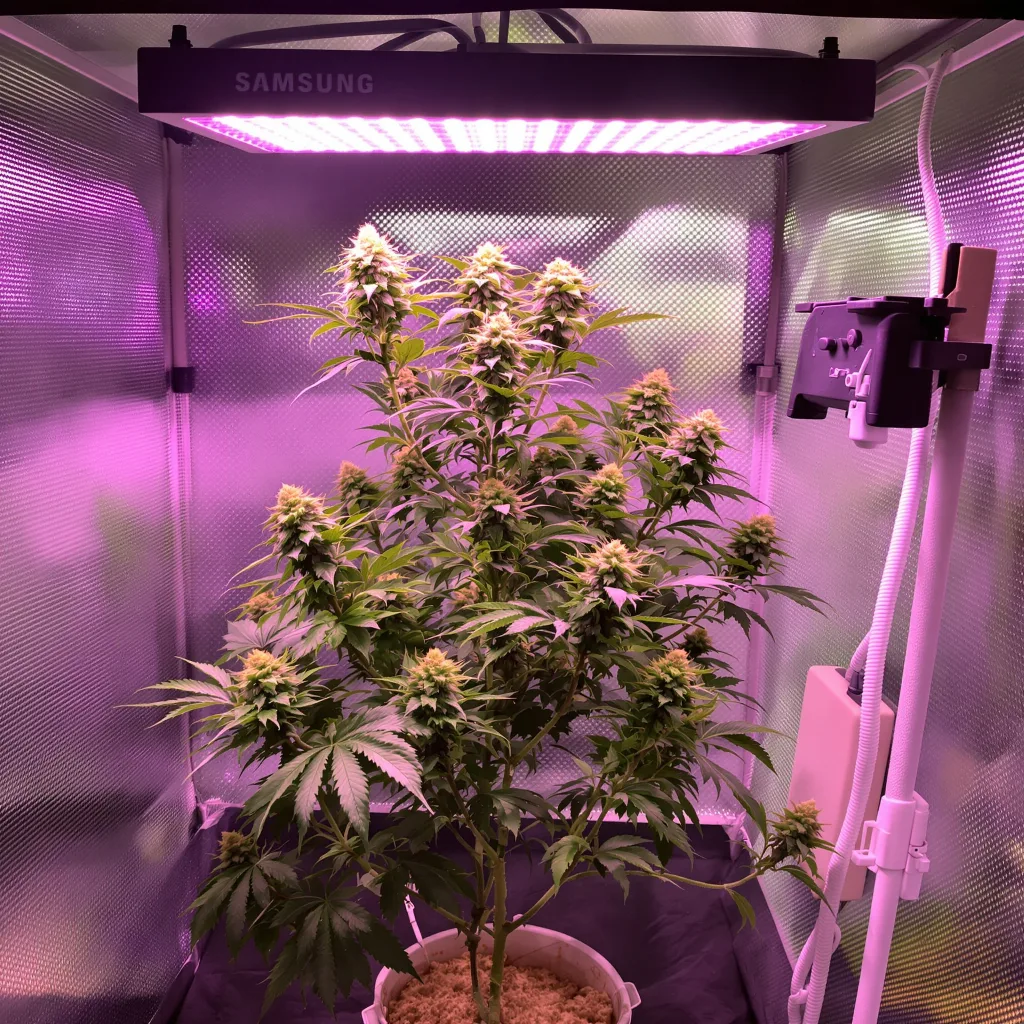 Lucid Blue cannabis plant in flowering stage — 120-180 cm feminised