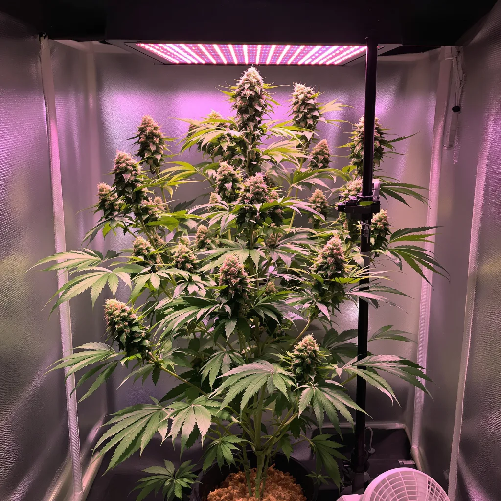 Lucky Charms cannabis plant in flowering stage — 120-180 cm feminised