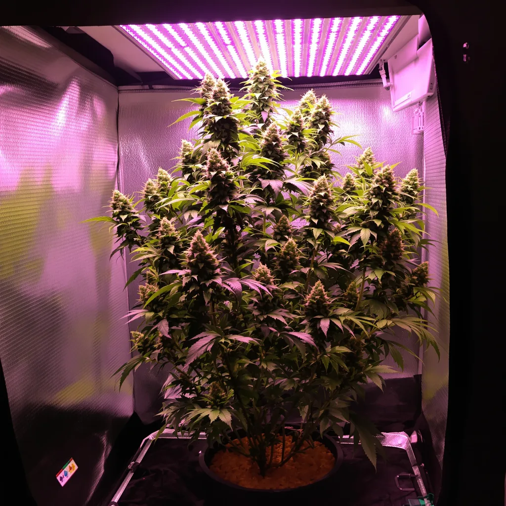 Magnum cannabis plant in flowering stage — 120-180 cm feminised
