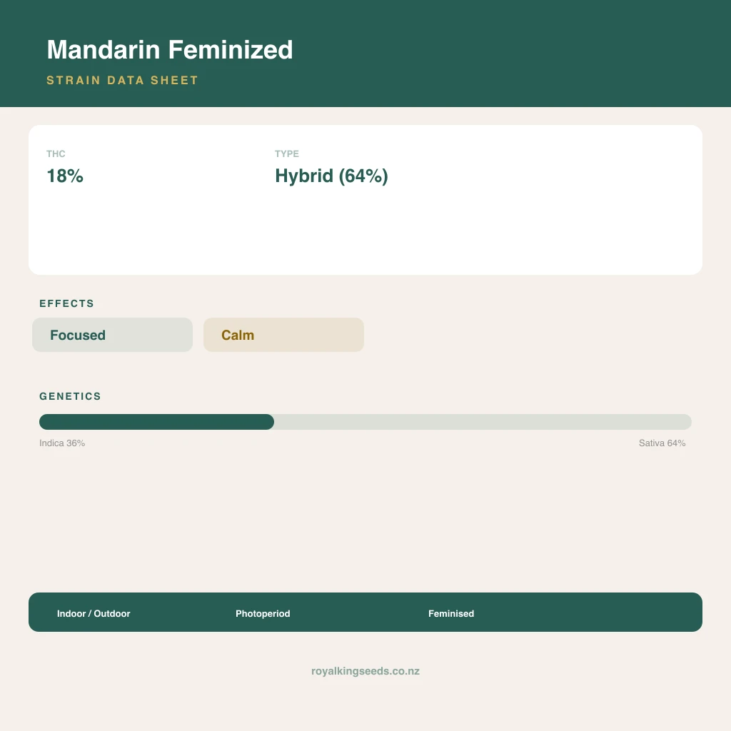 Mandarin 36% indica / 64% sativa flower with visible trichomes