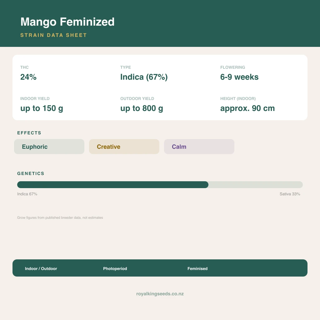 Mango 67% indica / 33% sativa flower with visible trichomes
