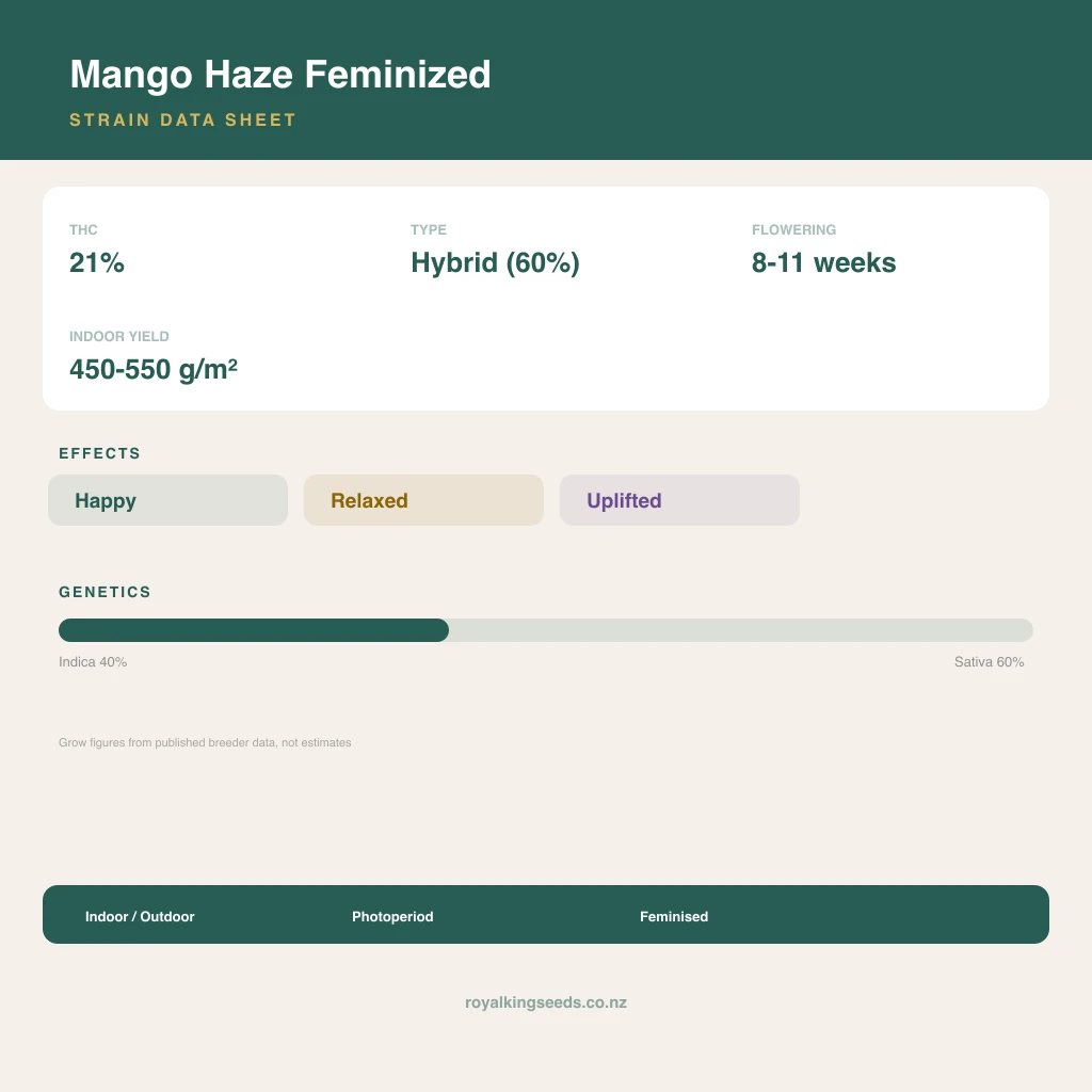 Mango Haze 40% indica / 60% sativa flower with visible trichomes