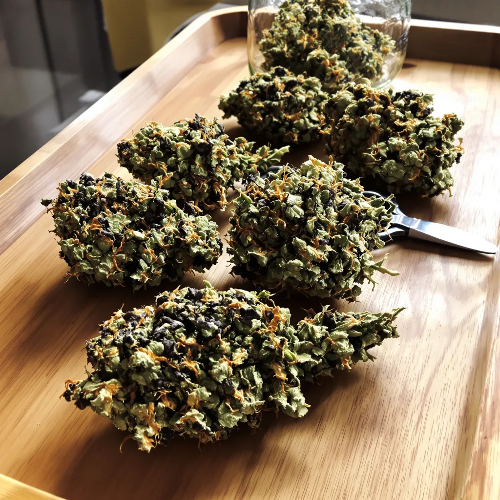 Mango Kush 89% indica / 11% sativa flower with visible trichomes