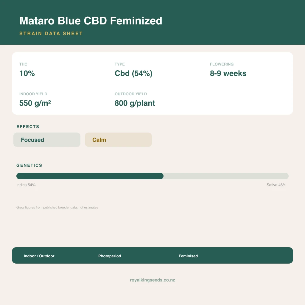 Mataro Blue CBD 54% indica / 46% sativa flower with visible trichomes