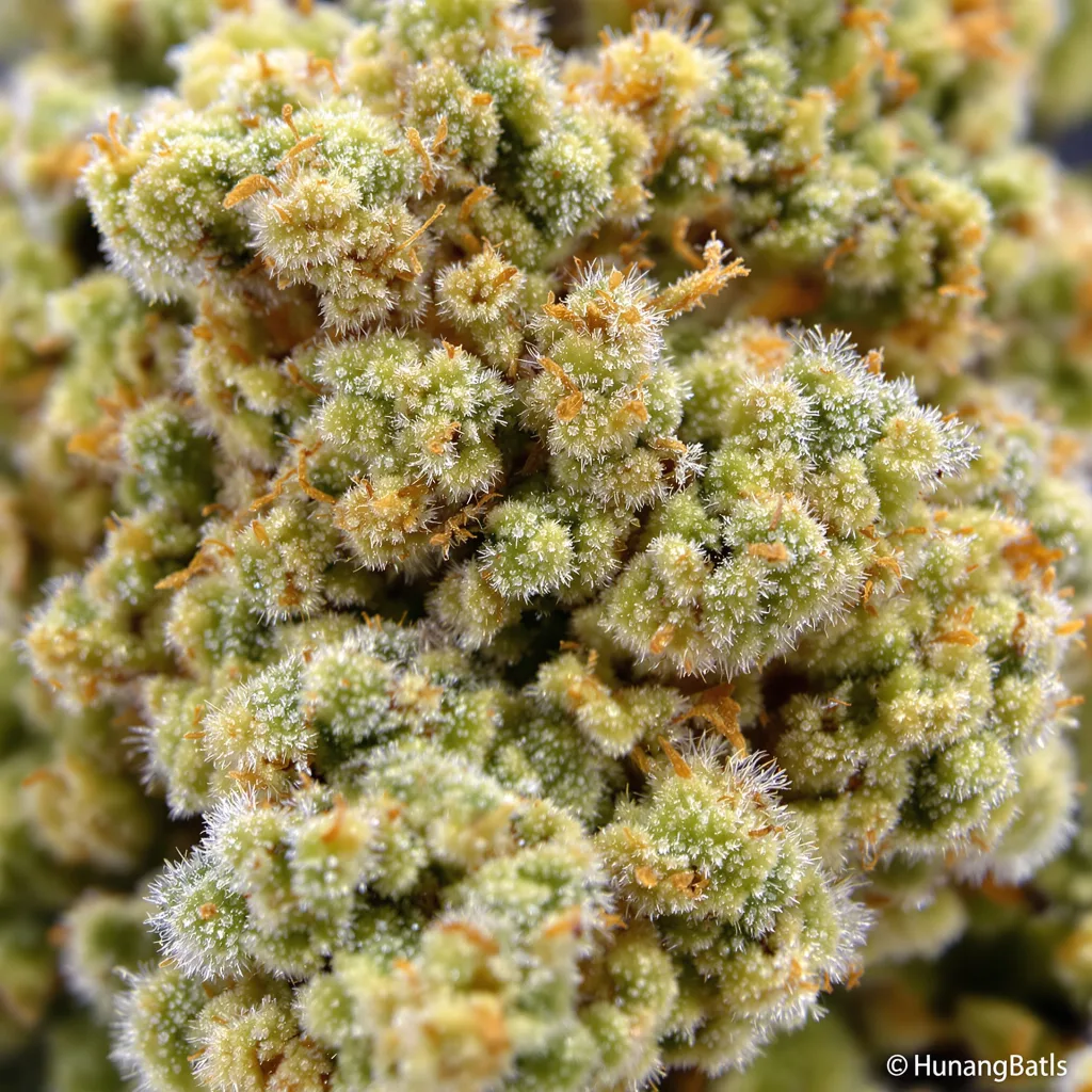 Mataro Blue CBD cannabis bud close-up showing pale-green low-resin flower