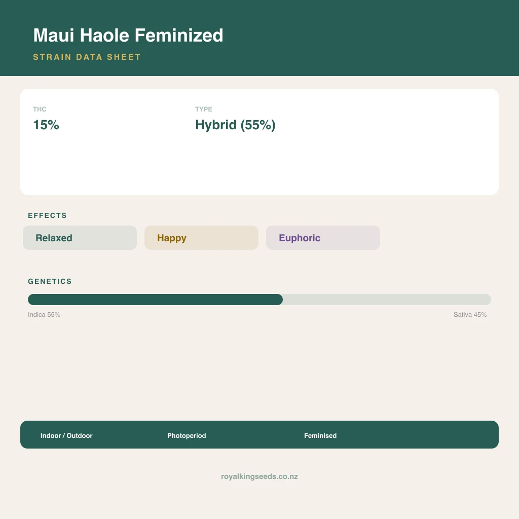 Maui Haole 55% indica / 45% sativa flower with visible trichomes