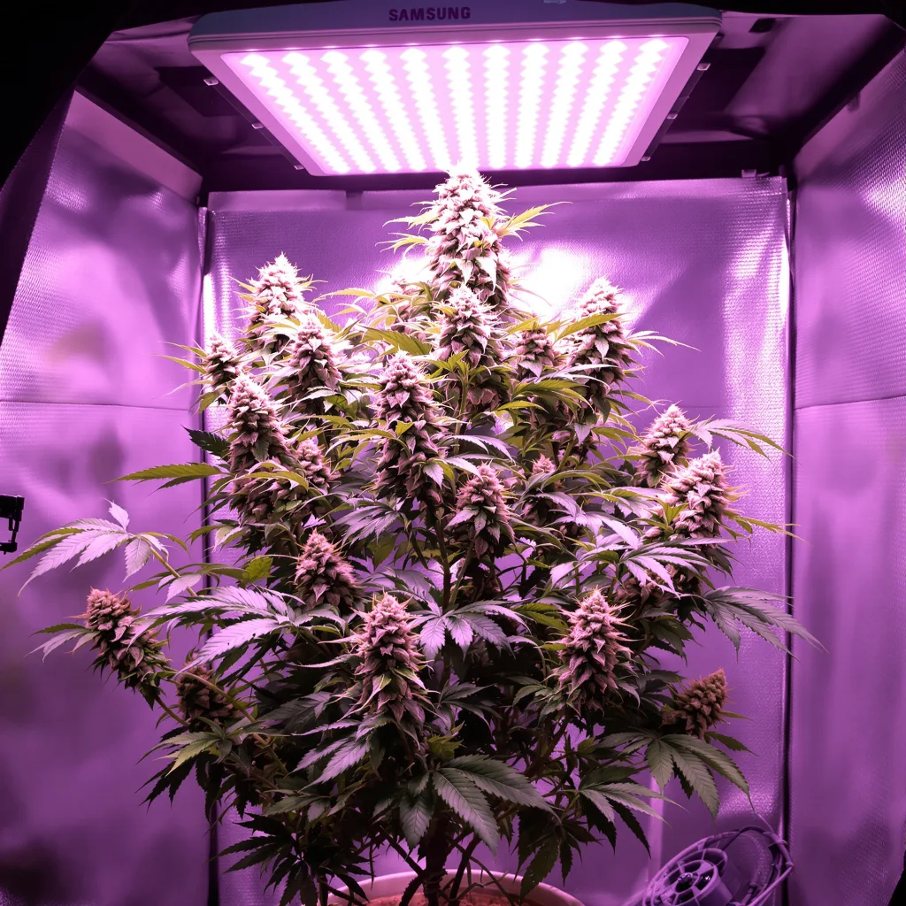 Maui Pineapple Chunk cannabis plant in flowering stage — 60-100 cm autoflower